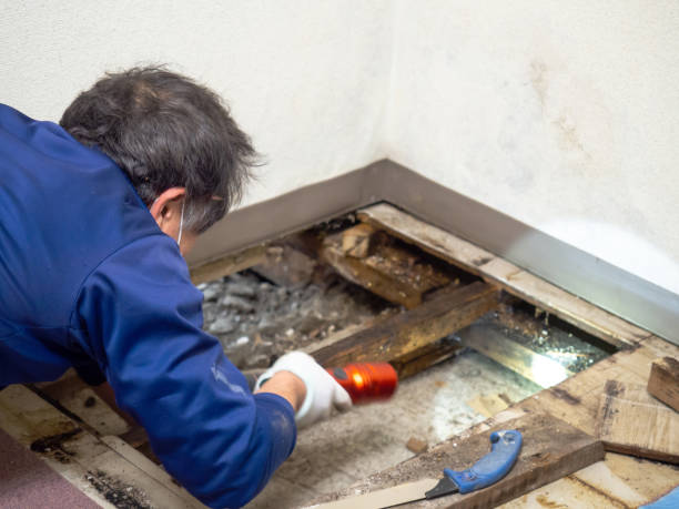 Best Professional Mold Removal  in Minnehaha, WA