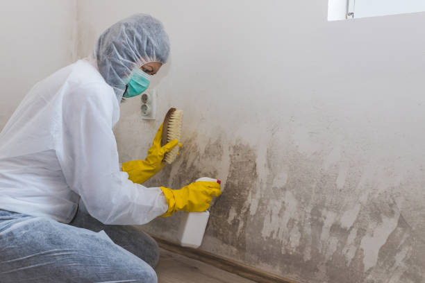 Best Mold Damage Repair  in Minnehaha, WA