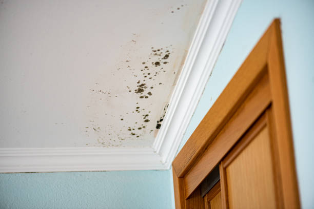 Mold Testing and Removal in Minnehaha, WA