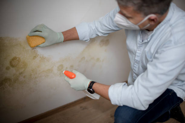 Best Commercial Mold Removal  in Minnehaha, WA