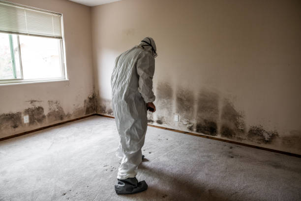 Certified Mold Removal in Minnehaha, WA