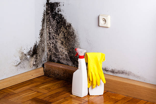 Best Mold Removal Company Near Me  in Minnehaha, WA